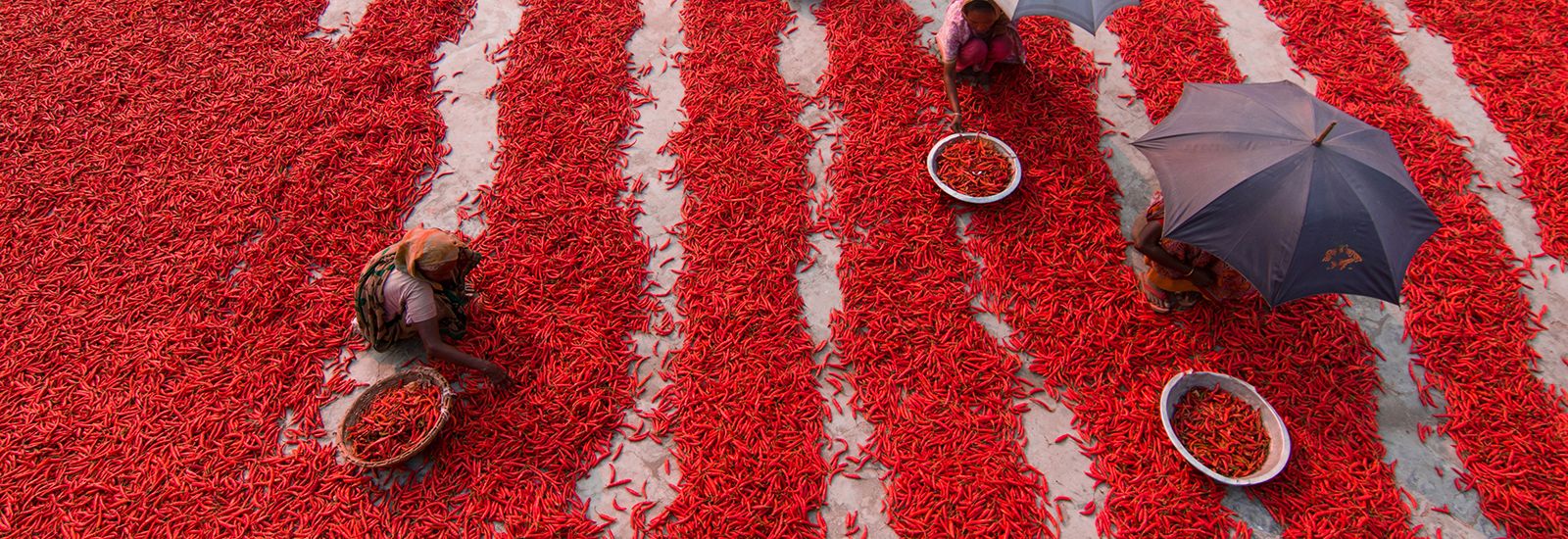 Photo from above of people laying out lines of chillies to dry in the sun