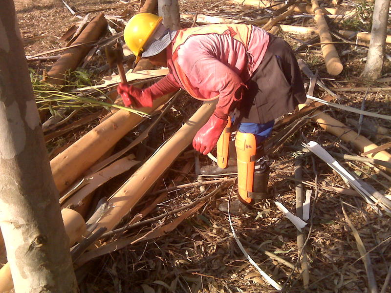 timber plantation mtubatuba 2010